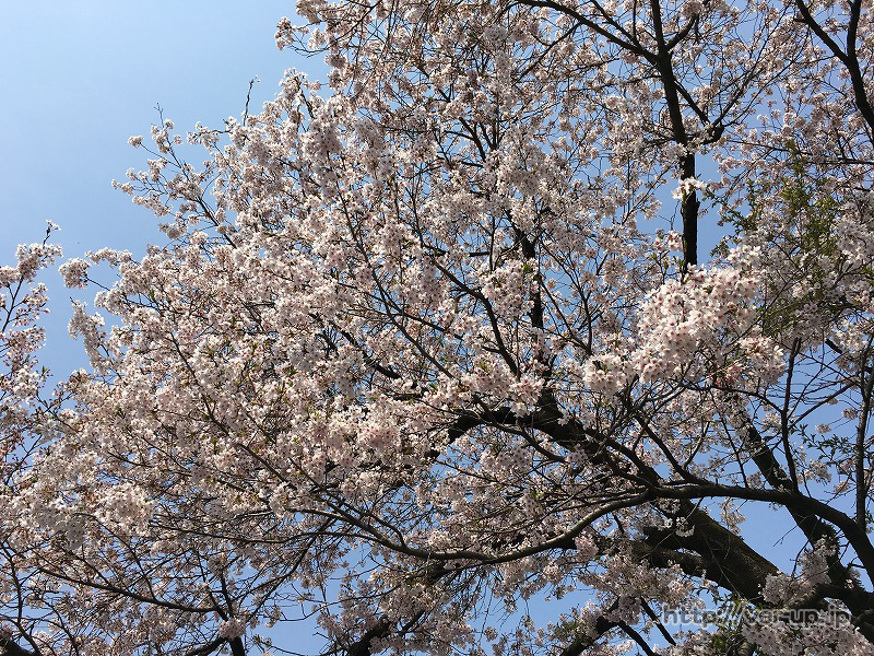 水澤寺(水澤観世音)の桜